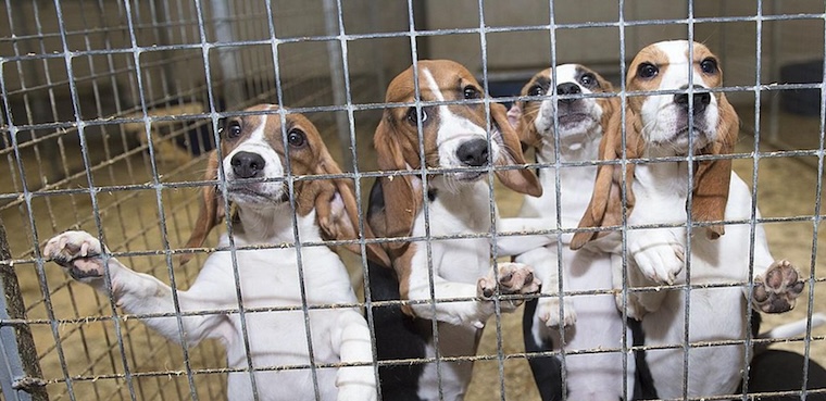 caged Beagles