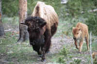 Photo - Bison (American Buffalo)