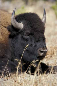 Bison (American Buffalo) - 004