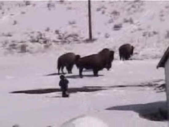 Bison (American Buffalo) - Hunting - 003
