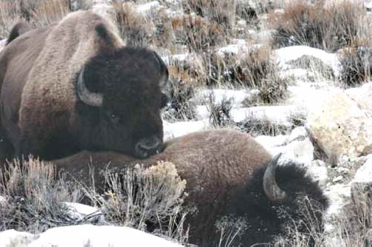 Bison (American Buffalo) - Hunting - 028