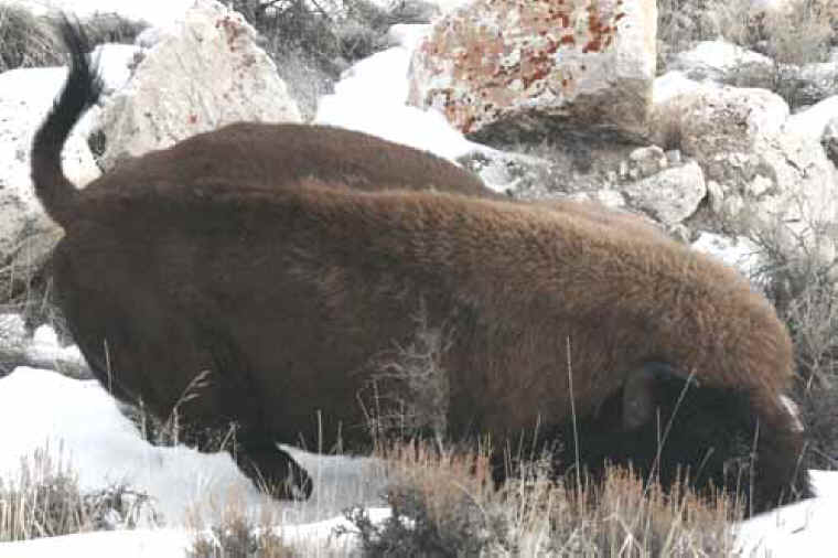 Bison (American Buffalo) - Hunting - 030