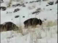 Bison Hunting - 039