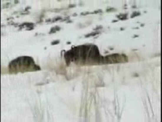 Bison (American Buffalo) - Hunting - 041