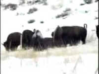Bison Hunting - 044