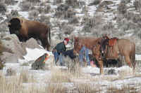 Bison Hunting - 050
