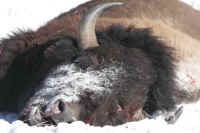 Bison Hunting - 052