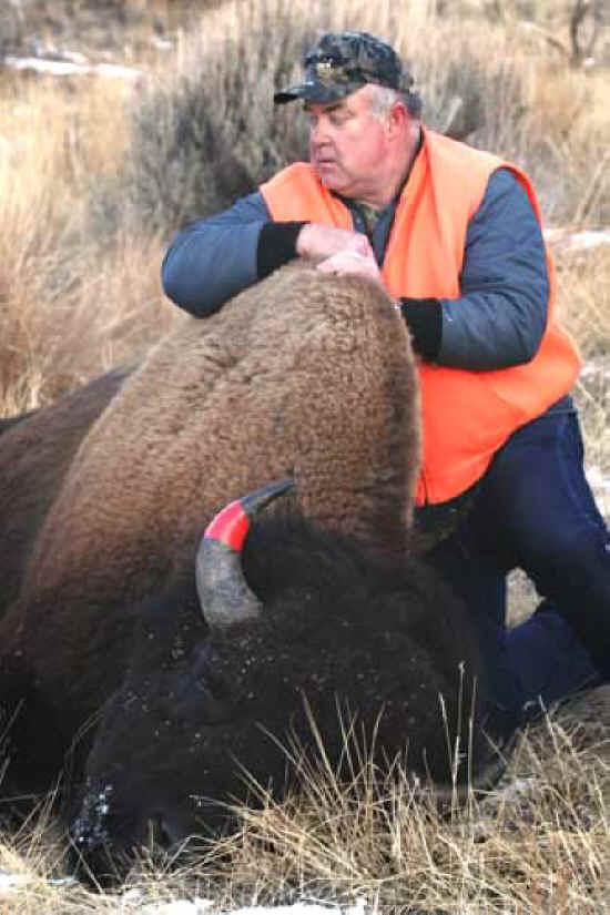 Bison (American Buffalo) - Hunting - 054