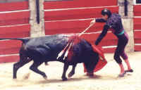 Cattle Exploitation - Bullfighting - 03