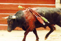 Cattle Exploitation - Bullfighting - 05