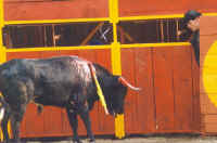 Cattle Exploitation - Bullfighting - 07