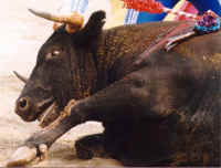 Cattle Exploitation - Bullfighting - 10