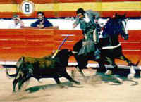 Cattle Exploitation - Bullfighting - 18