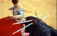 Cattle Exploitation - Bullfighting - 24