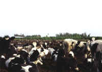 Cattle Exploitation - Dairy - 05