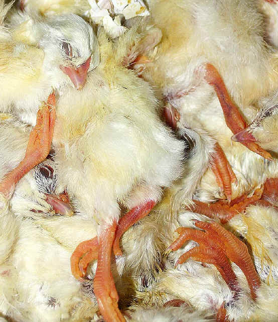 Chicken Exploitation - Baby - 06