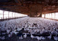 Chicken - Broiler Meat Production - 02