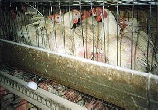 Chicken Exploitation - Egg Production - 02