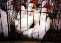 Chicken - Egg Production - 06