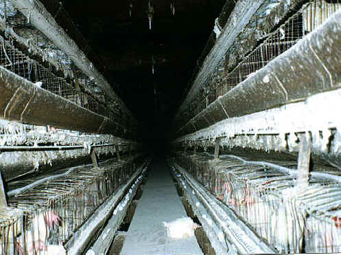 Chicken Exploitation - Egg Production - 10