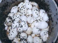 Chicken - Egg Production - 12