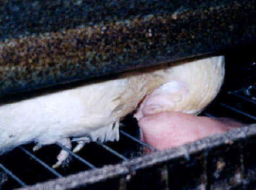 Chicken Exploitation - Egg Production - 15