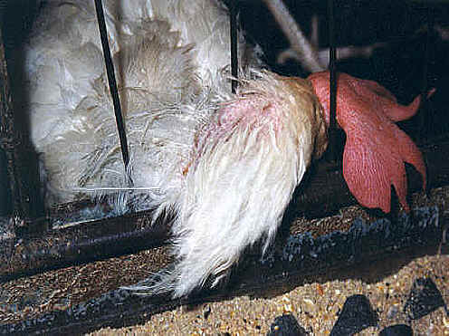 Chicken Exploitation - Egg Production - 16