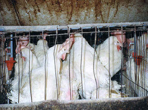 Chicken Exploitation - Egg Production - 19