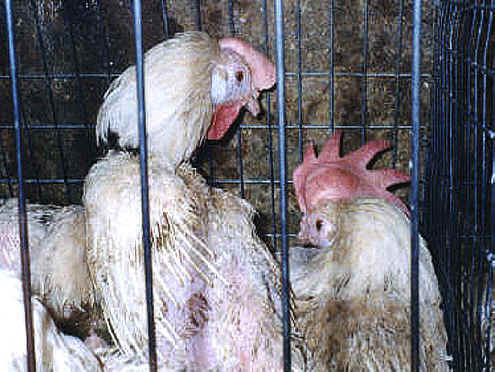 Chicken Exploitation - Egg Production - 24