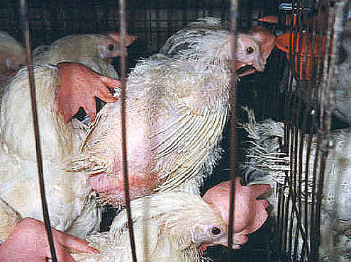 Chicken Exploitation - Egg Production - 25