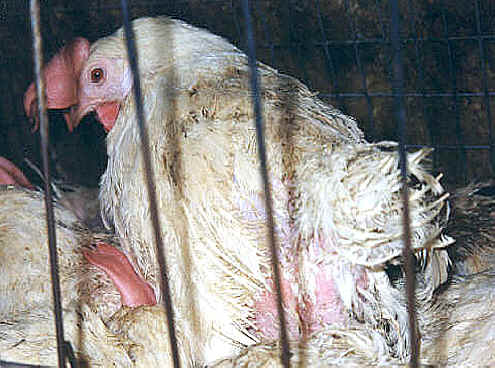 Chicken Exploitation - Egg Production - 26