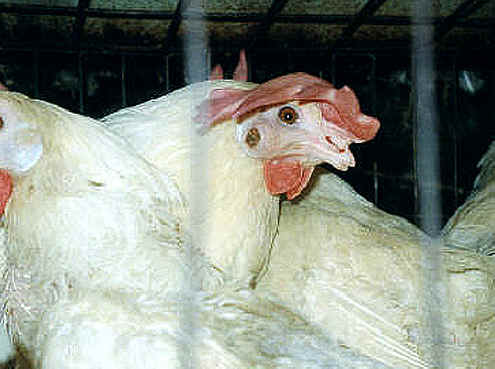 Chicken Exploitation - Egg Production - 30