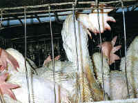 Chicken - Egg Production - 37