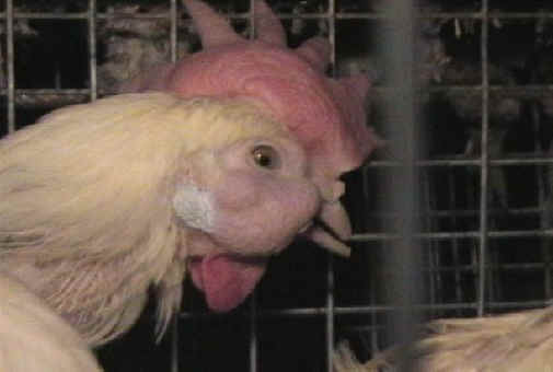 Chicken Exploitation - Egg Production - 46