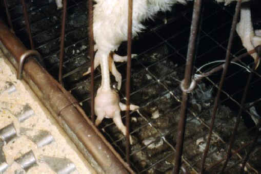 Chicken Exploitation - Egg Production - 50