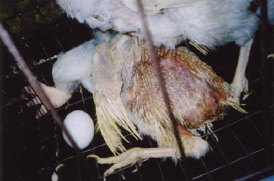 Chicken Exploitation - Egg Production - 54