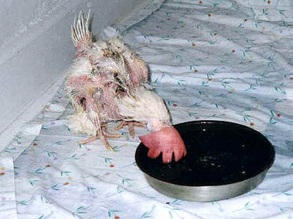 Chicken Exploitation - Forced Molting - 02