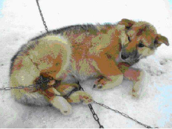 Dog Exploitation - Cruelty - 21