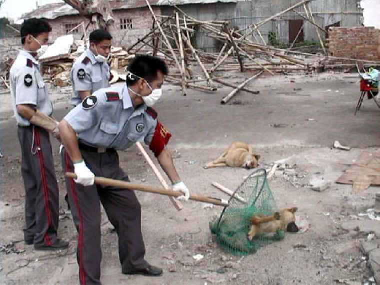 Dog Exploitation - Cruelty - 35