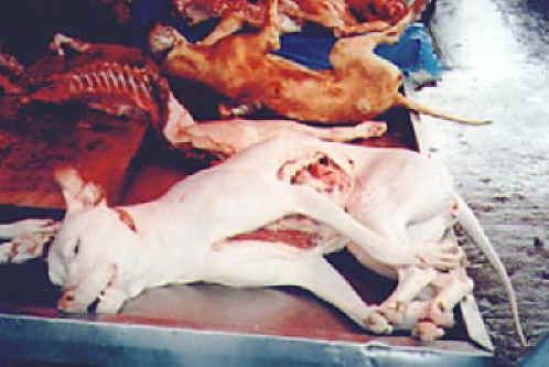 Dog Exploitation - Dog Meat - 21