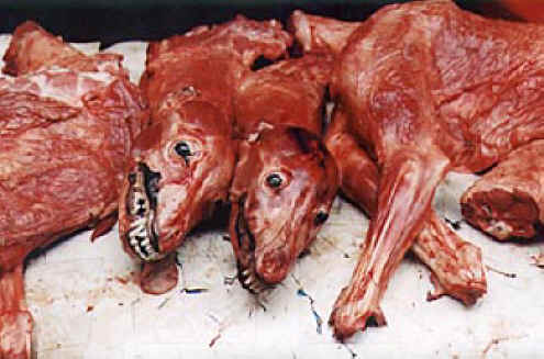 Dog Exploitation - Dog Meat - 22