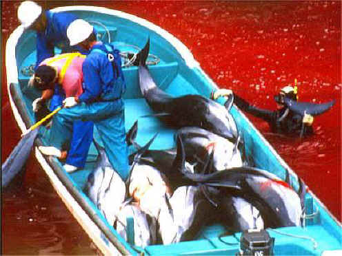 Dolphin Slaughter - 01