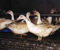 Ducks and Geese Exploitation - Factory Farm - 01