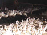 Ducks and Geese Exploitation - Factory Farm - 02