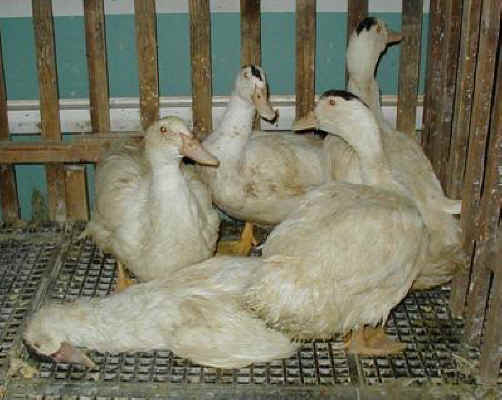 Ducks and Geese Exploitation - Foie Gras - 19