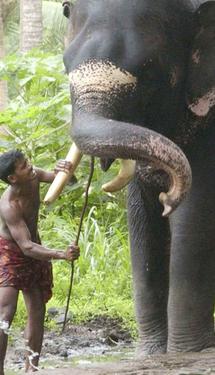 Elephant Exploitation - Labor - 02