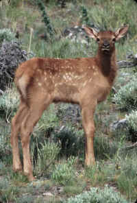Elk-036