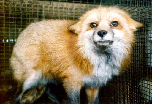 Fox Exploitation - Fox Fur - 04