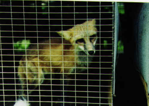 Fox Exploitation - Fox Fur - 06
