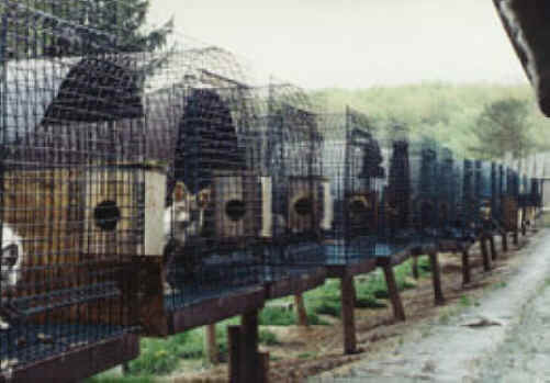 Fox Exploitation - Fox Fur - 10